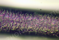 金相显微镜观察篇：头发丝的鳞片观察