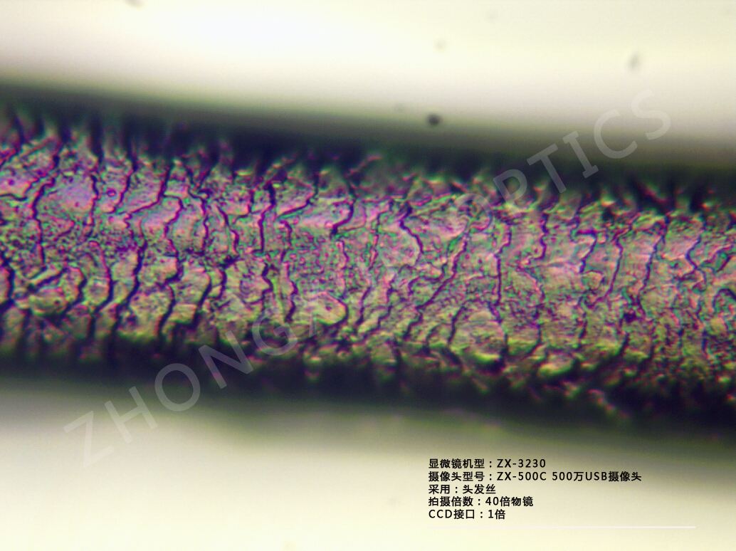 看到头发丝的表面鳞片结构,需要采用的是带有反射光照明的金相显微镜
